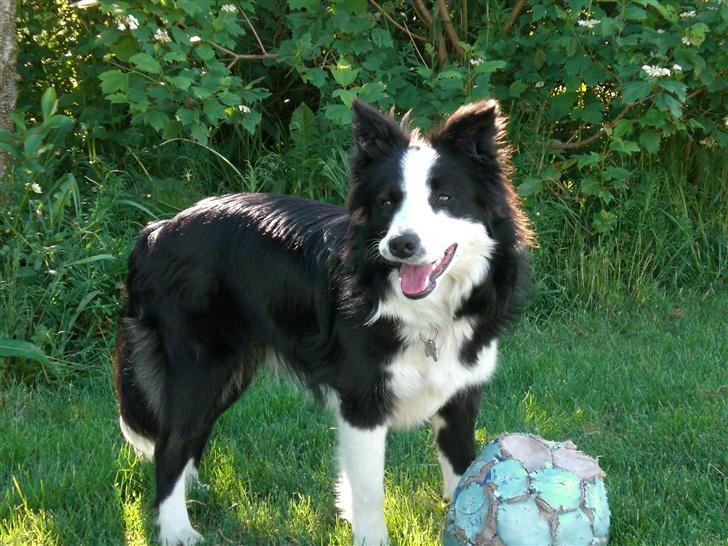 Border collie Freja - 3/6 2007 billede 12