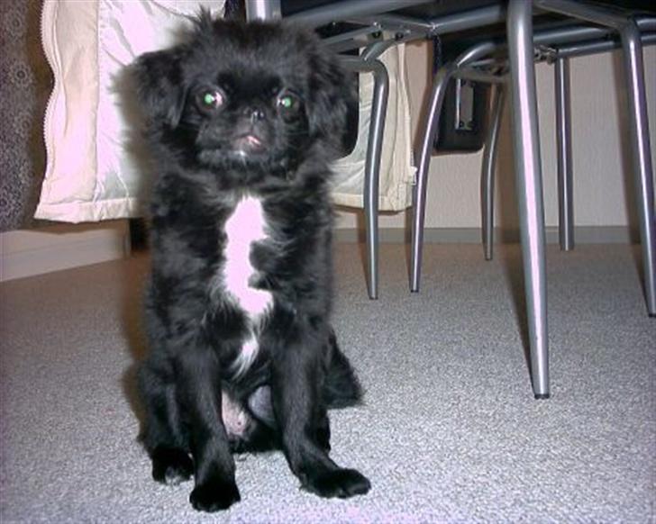 Blanding af racer Fie billede 1