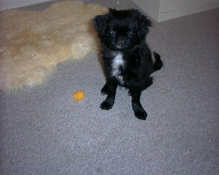 Blanding af racer Fie billede 2