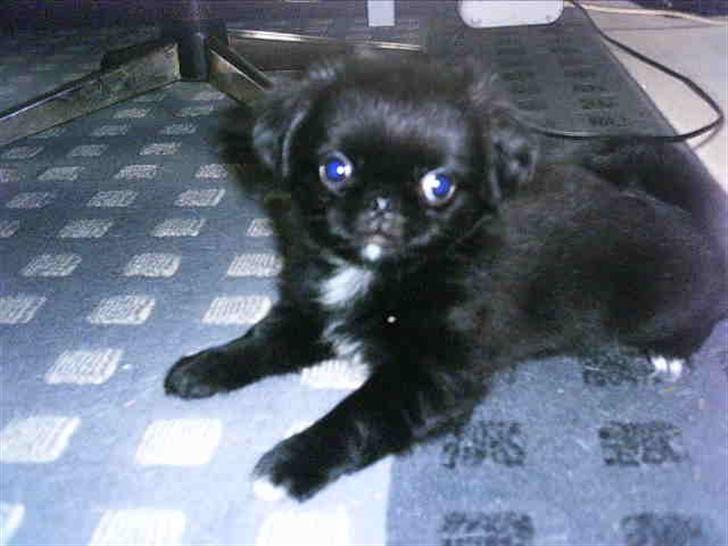 Blanding af racer Fie billede 3