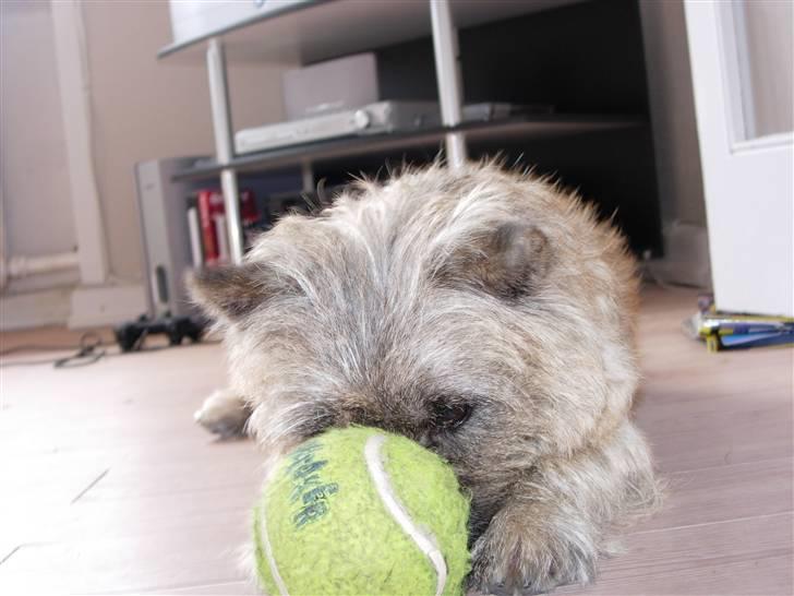 Cairn terrier Balder - Puffer lige bolden hen til dig billede 16