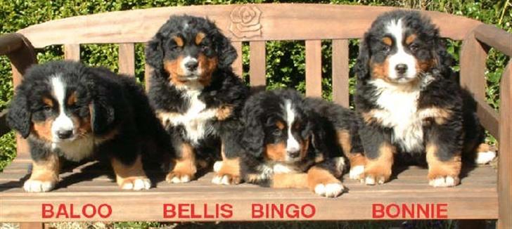 Berner sennenhund Bellis - Hvalpebilled af Bellis og hendes søskende billede 6