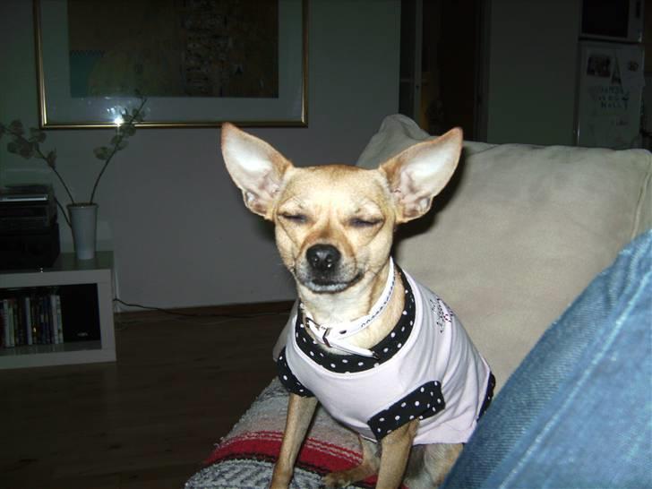 Chihuahua Molly billede 1