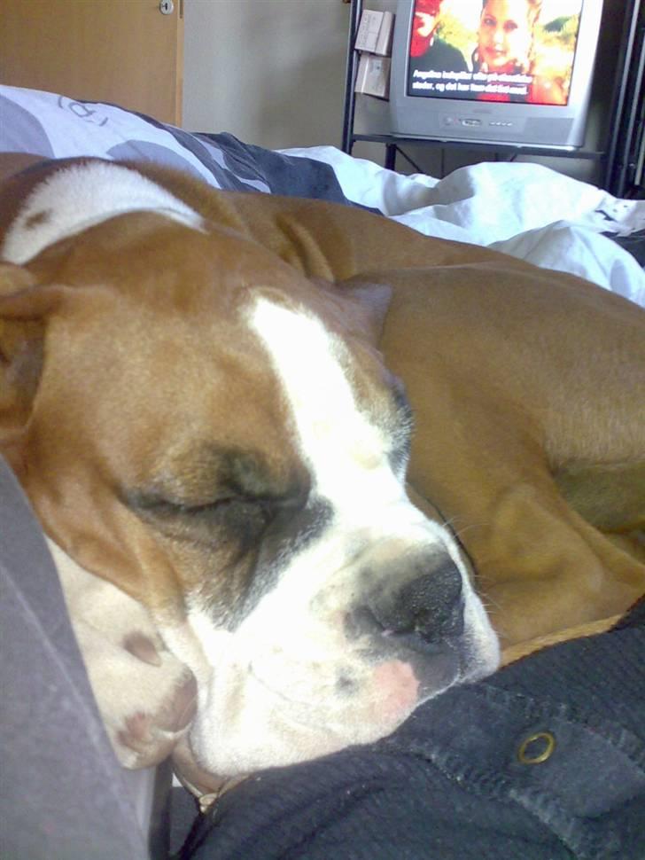 Boxer Matilde billede 11