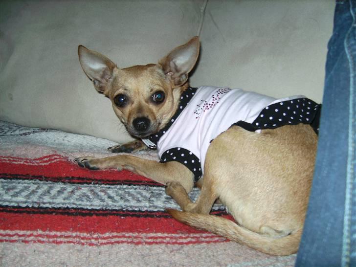 Chihuahua Molly billede 2