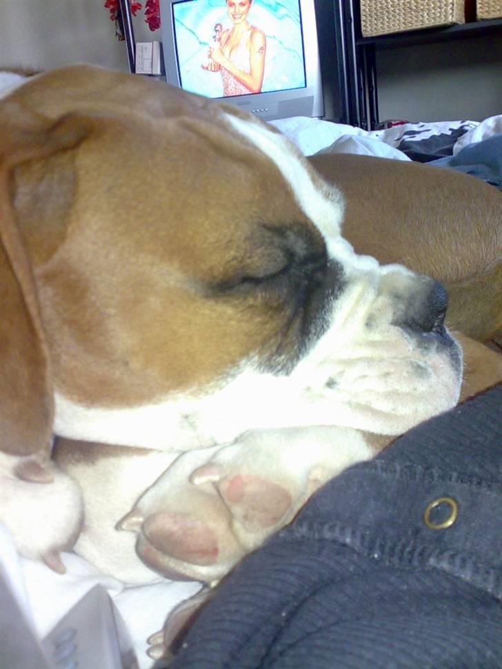 Boxer Matilde billede 12