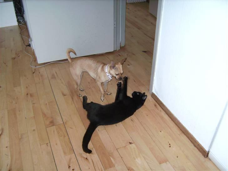 Chihuahua Molly billede 3