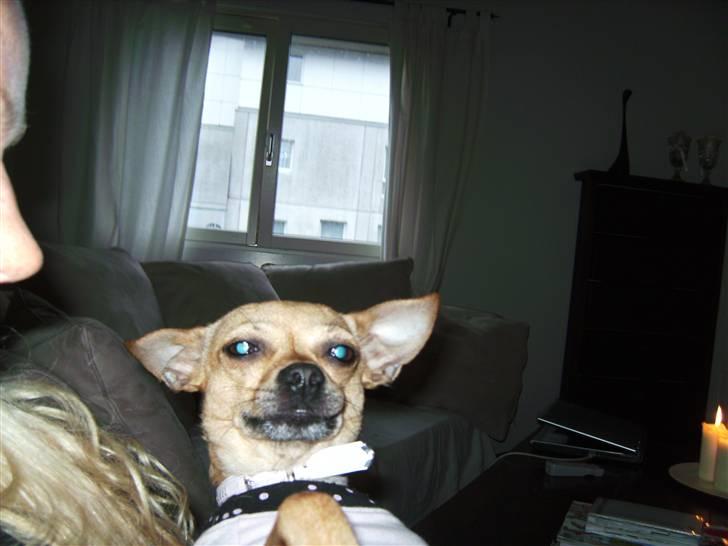 Chihuahua Molly billede 4