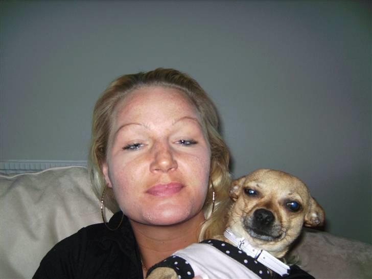 Chihuahua Molly billede 5