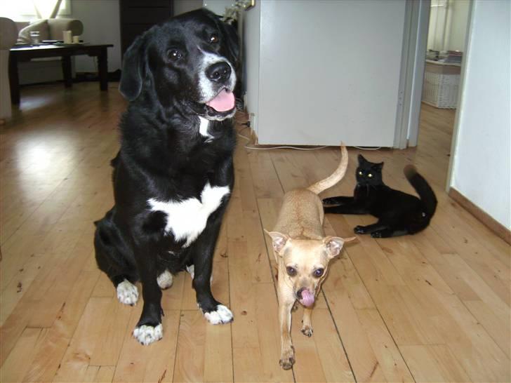 Chihuahua Molly billede 6