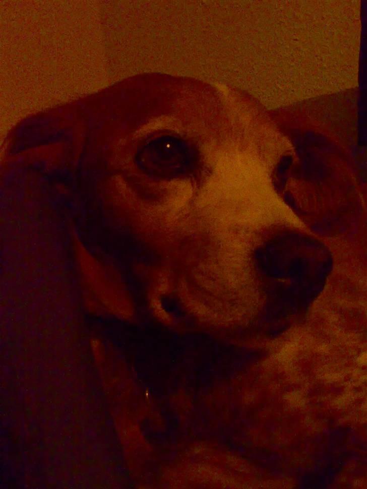 Breton Bali  (Død) billede 1