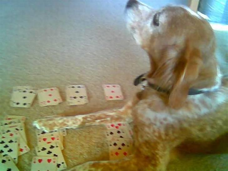 Breton Bali  (Død) billede 2