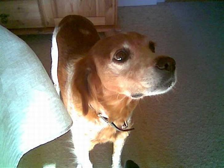 Breton Bali  (Død) billede 3