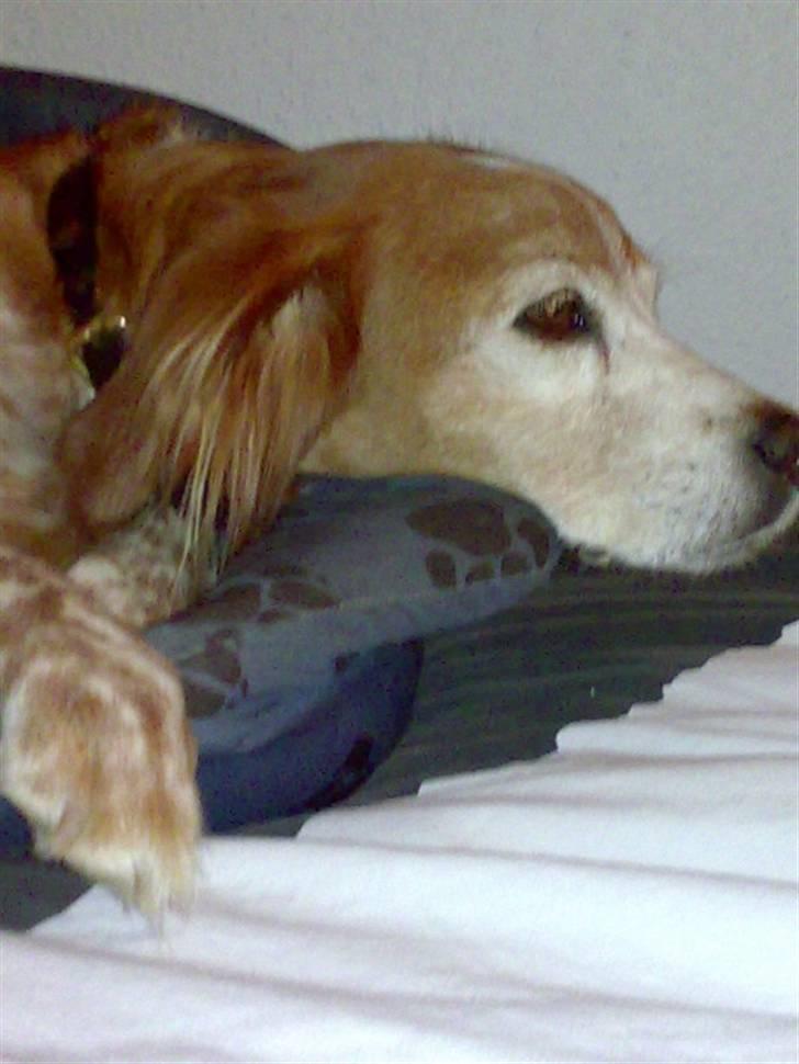 Breton Bali  (Død) billede 4