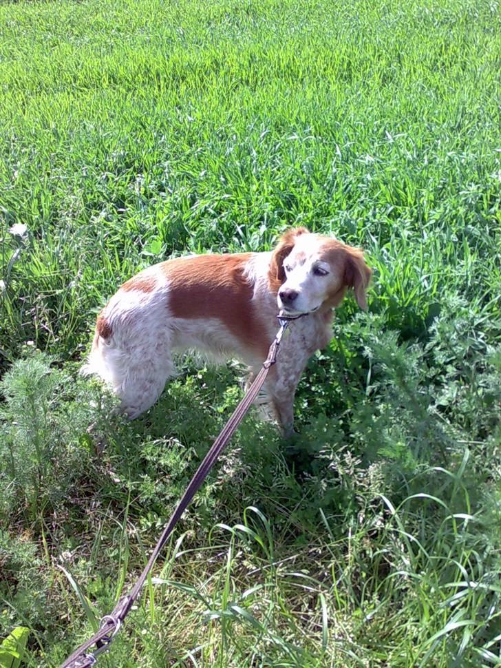 Breton Bali  (Død) billede 5