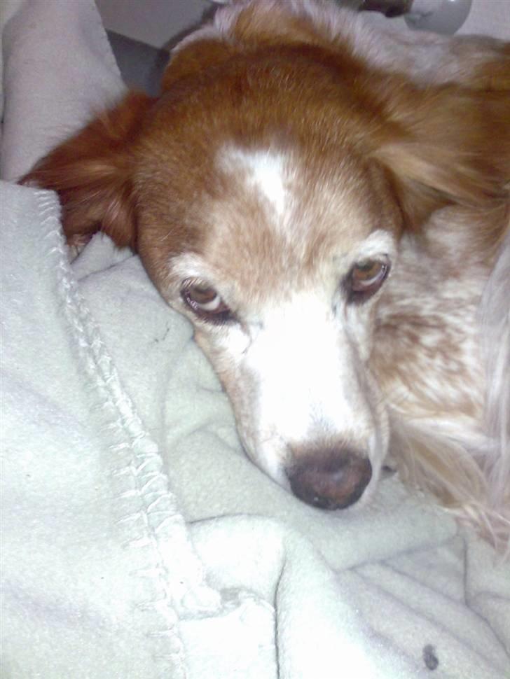 Breton Bali  (Død) billede 7