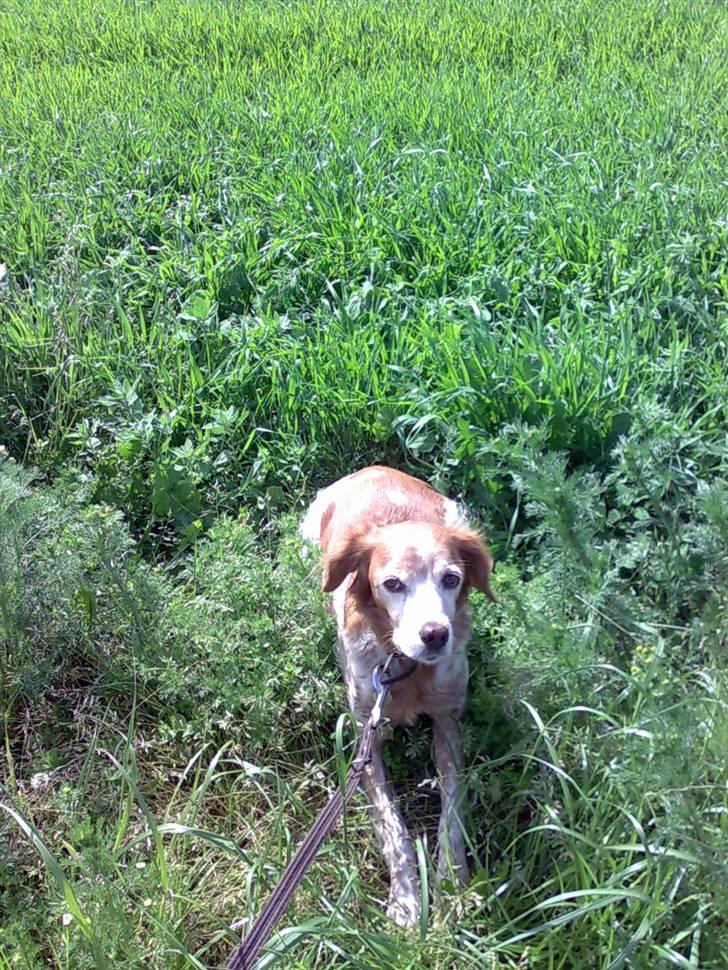 Breton Bali  (Død) billede 8