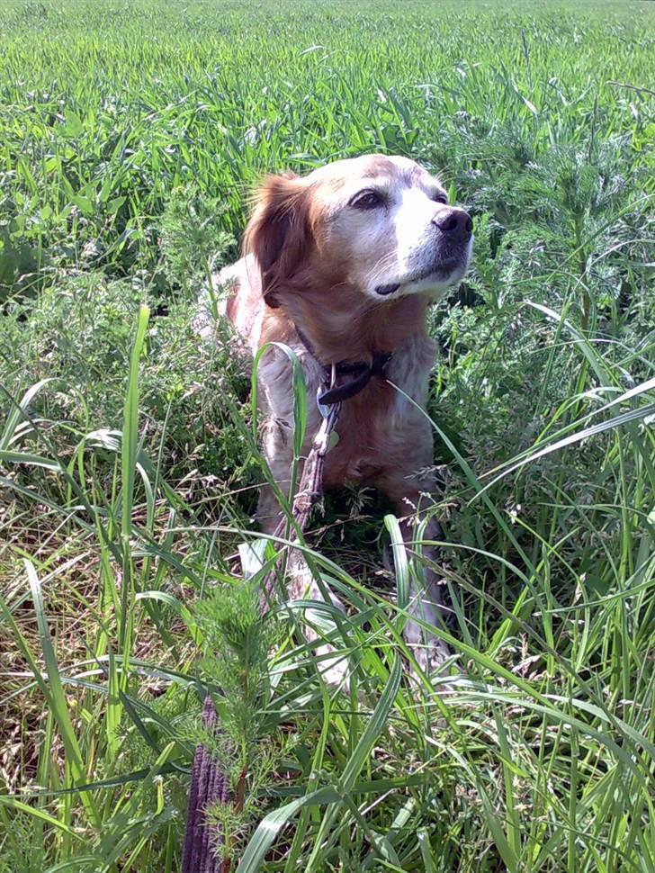 Breton Bali  (Død) billede 9