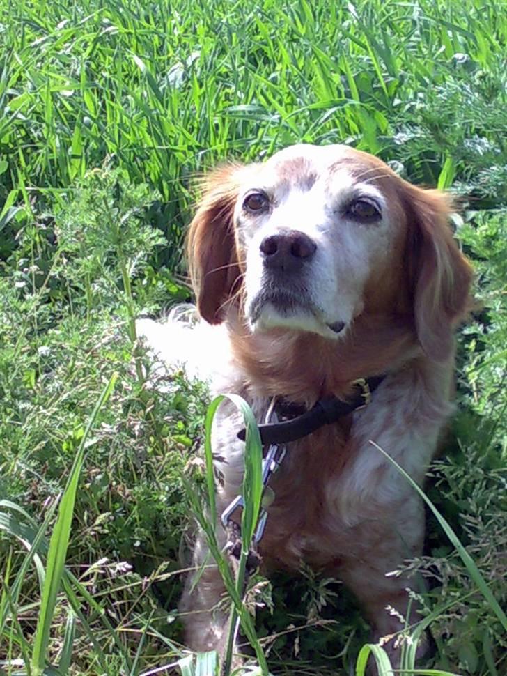 Breton Bali  (Død) billede 10