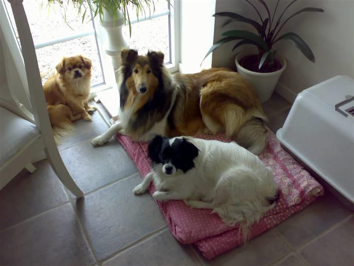 Blanding af racer Suzi/Pomkin/Money - alle tre på deres ynglingsplads i køkkenet.. billede 1