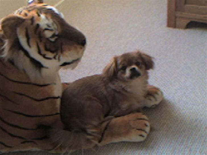 Blanding af racer Suzi/Pomkin/Money - Pomkin holder vagt sammen med sin nye ven  billede 2