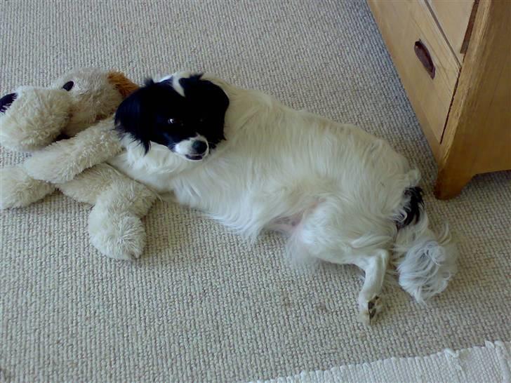 Blanding af racer Suzi/Pomkin/Money - Suzi leger med sin Bamse ... billede 3