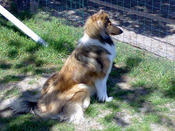 Blanding af racer Suzi/Pomkin/Money - Money holder øje med hestene på folden... billede 4