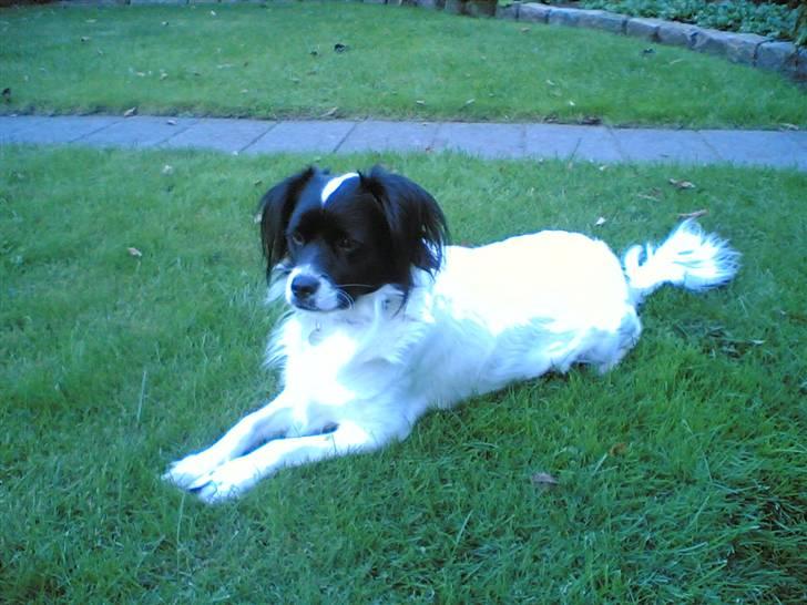 Blanding af racer Suzi/Pomkin/Money - Suzi .... den lille Prinsesse  billede 5