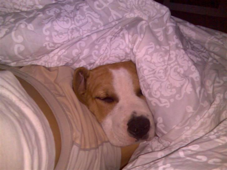 Amerikansk staffordshire terrier Zack R.I.P - jubii under dynen med far billede 11