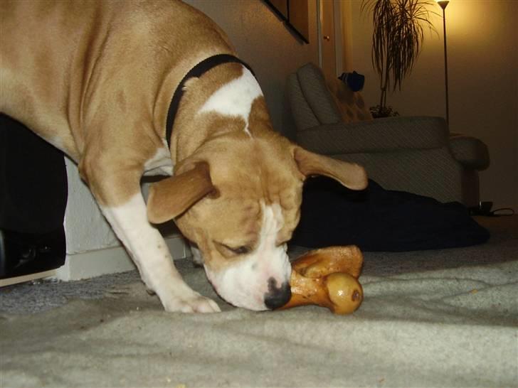 Amerikansk staffordshire terrier Zack R.I.P - dejligt gnave ben til mig.... uhmmmm billede 12