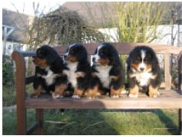 Berner sennenhund Bellis - Endnu et hvalpe billed af bellis og hendes søskende-- rækkefølge--Bellis-Bingo-Bonnie og Baloo billede 7