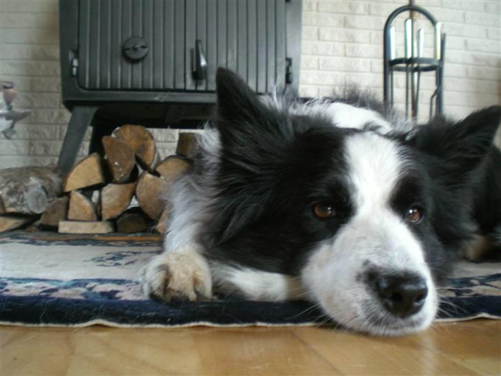 Border collie Tilde billede 1