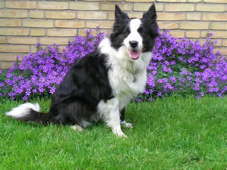 Border collie Tilde billede 2