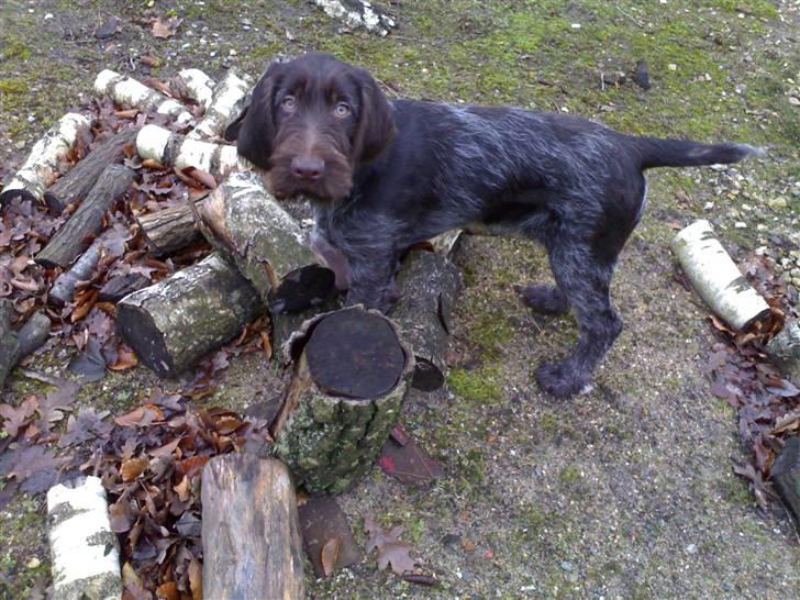 Ruhåret hønsehund Lone - Lone som hvalp. Dec. 06 billede 1