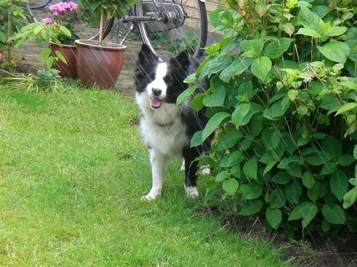 Border collie Tilde billede 3