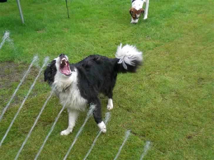 Border collie Tilde billede 4