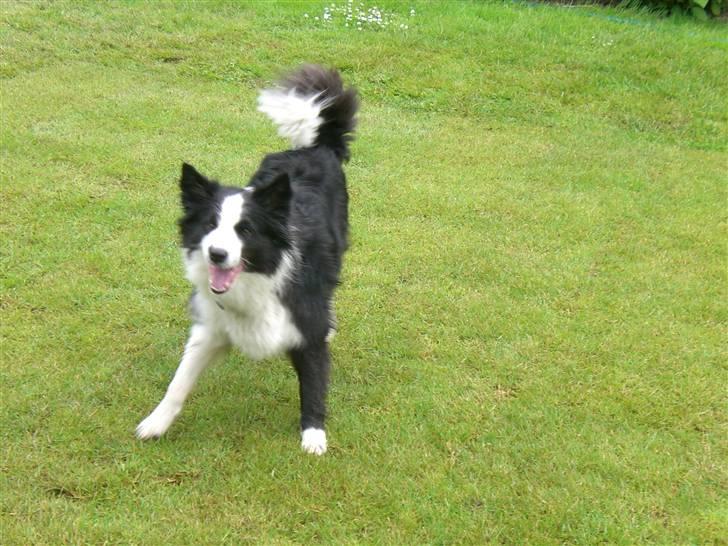 Border collie Tilde billede 5