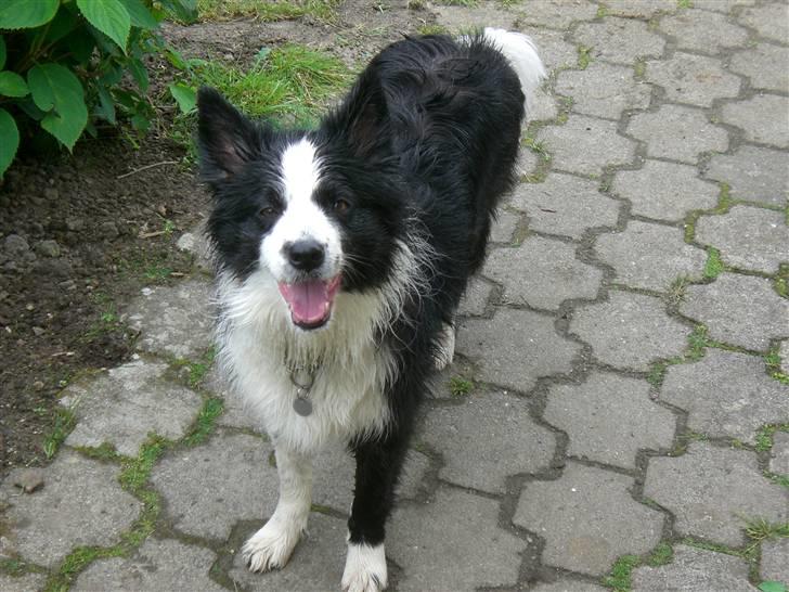 Border collie Tilde billede 6