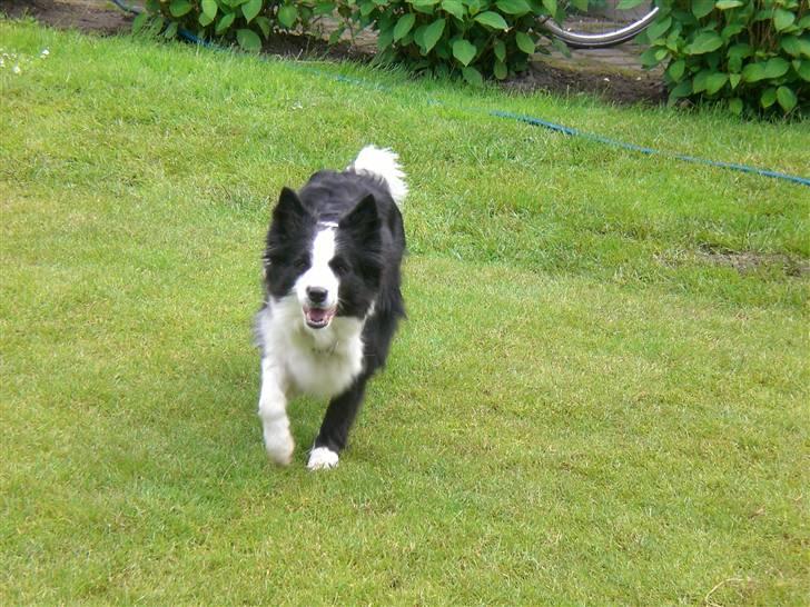 Border collie Tilde billede 7