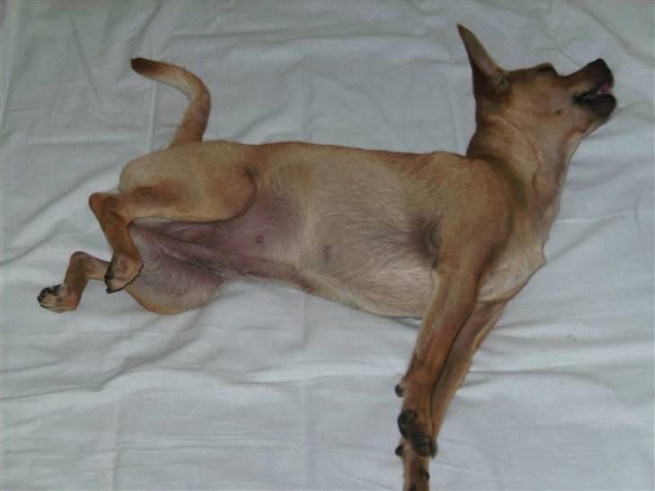 Chihuahua Molly billede 7