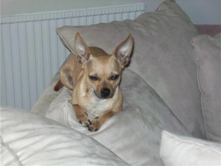 Chihuahua Molly billede 8