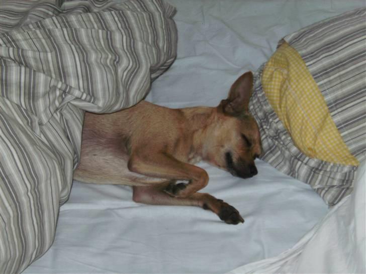 Chihuahua Molly billede 9