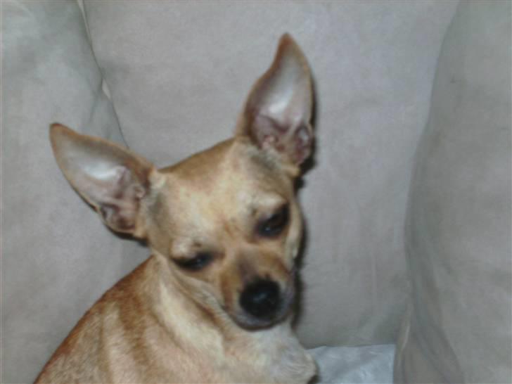 Chihuahua Molly billede 10