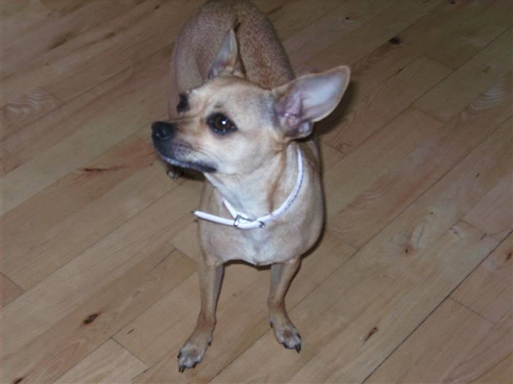 Chihuahua Molly billede 11