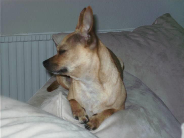 Chihuahua Molly billede 12