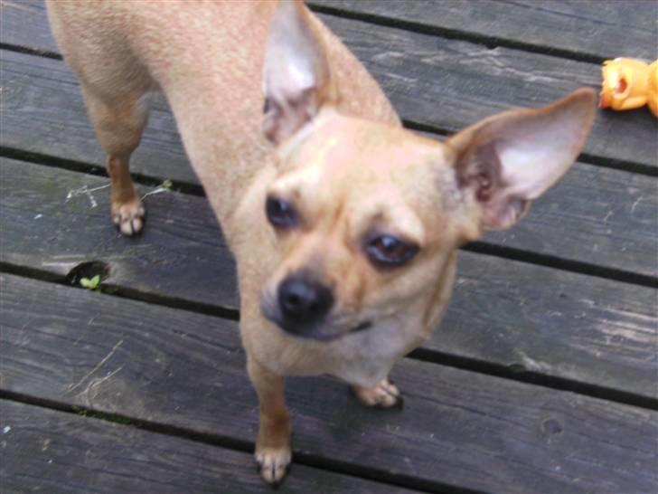 Chihuahua Molly billede 13