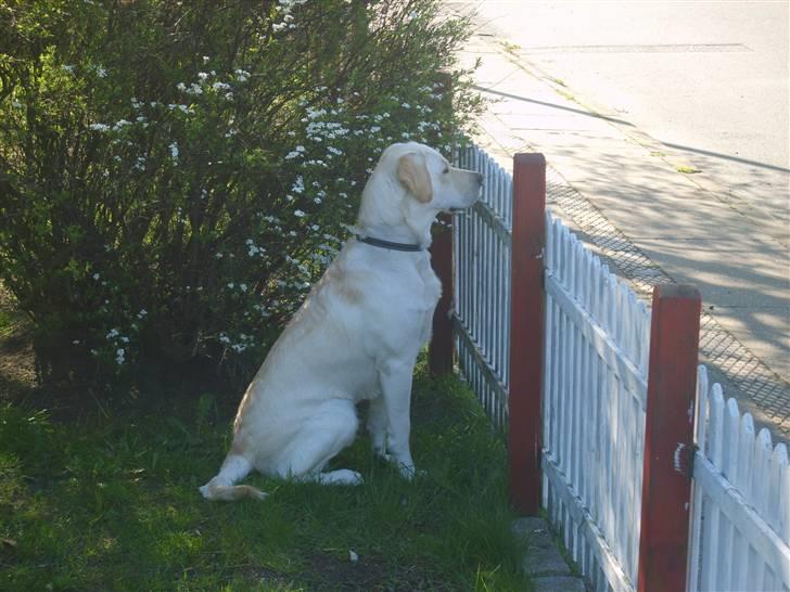 Labrador retriever Bongo billede 9