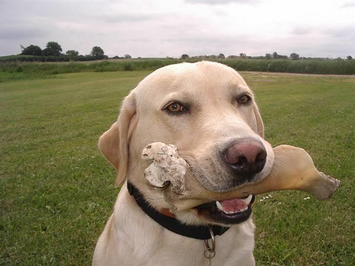Labrador retriever ¤Kato¤ billede 1