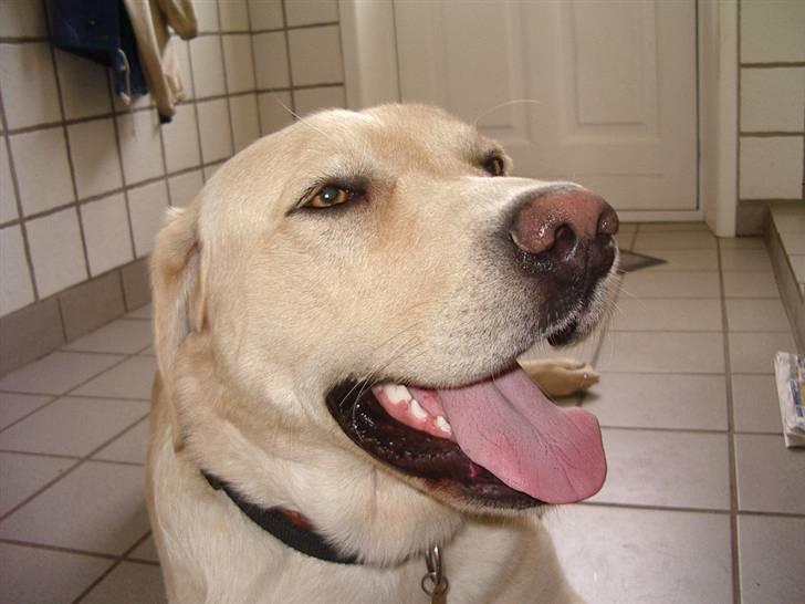 Labrador retriever ¤Kato¤ billede 2