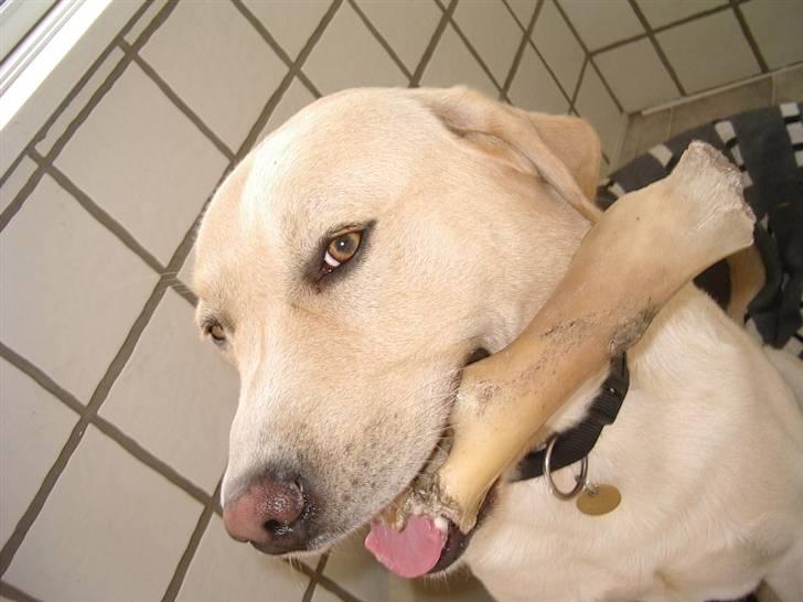 Labrador retriever ¤Kato¤ billede 3